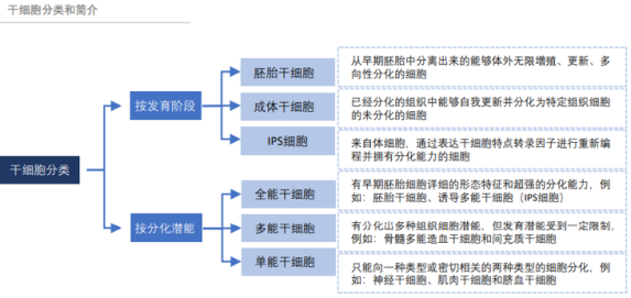 干細胞分類(lèi)