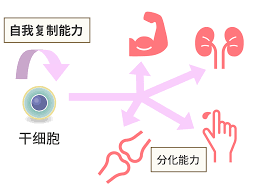 干細胞