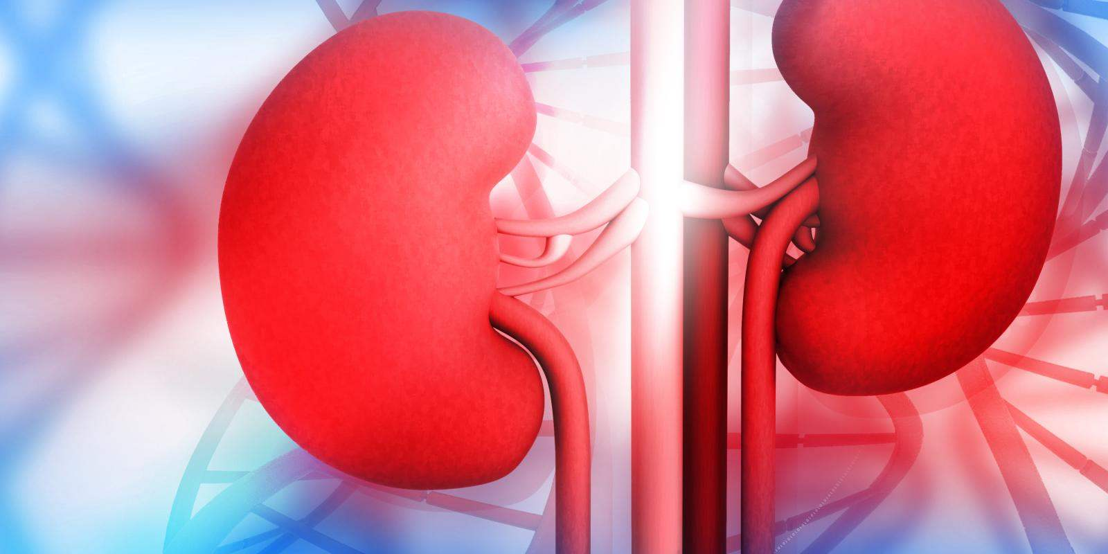 什么是慢性腎病-了解有關(guān)慢性腎病的更多信息 什么是慢性腎病-了解有關(guān)慢性腎病的更多信息
