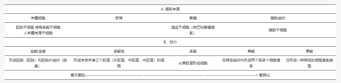 表1：根據來(lái)源和效力對干細胞進(jìn)行分類(lèi)