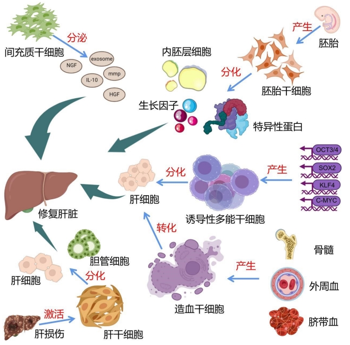 圖4:干細胞治療肝臟疾病的干細胞種類(lèi)和作用機制圖 圖4:干細胞治療肝臟疾病的干細胞種類(lèi)和作用機制圖