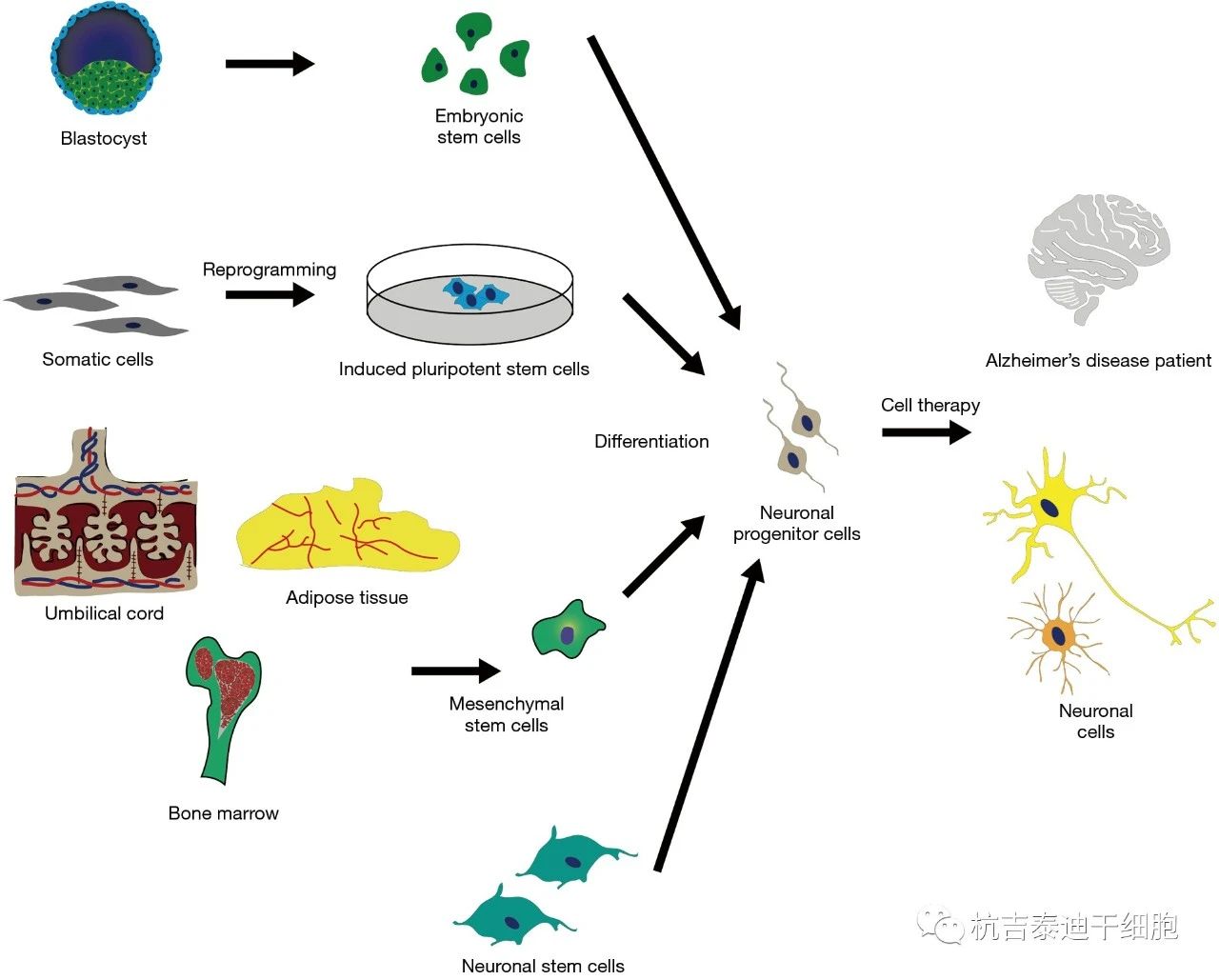 圖1：干細胞療法起源于目前用于治療阿爾茨海默病的各種來(lái)源。
