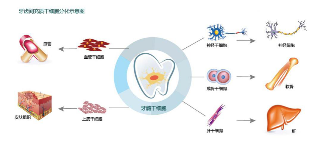 牙齒間充質(zhì)干細胞分化示意圖
