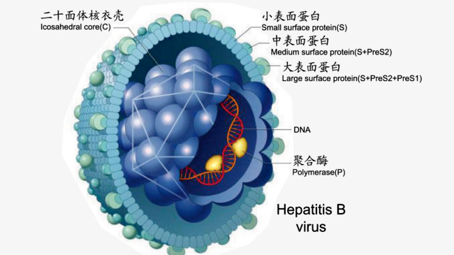 乙型肝炎病毒