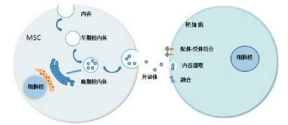 干細胞外泌體