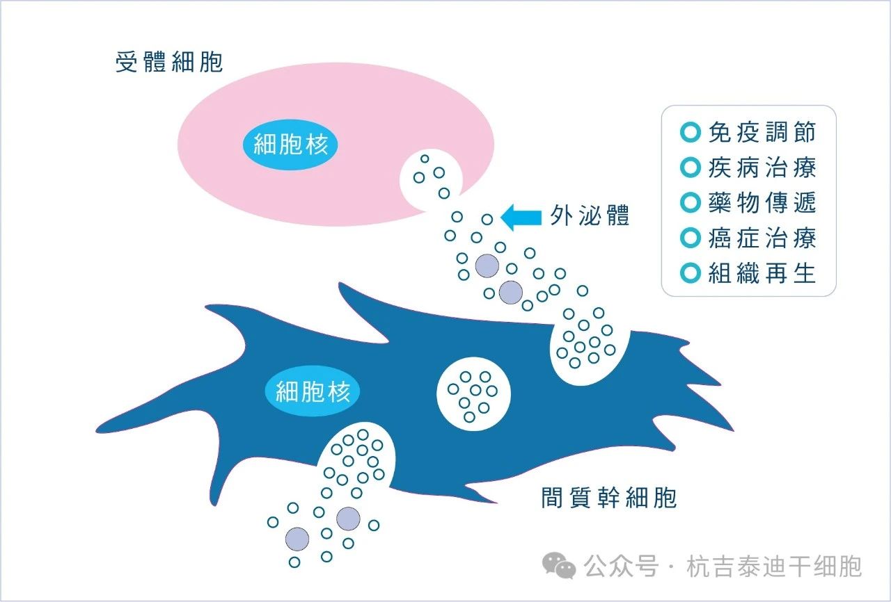 外泌體的描述