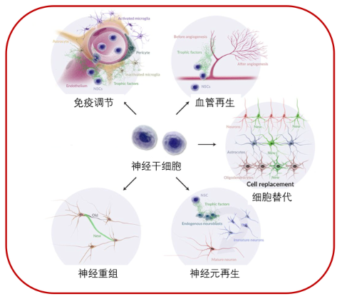 神經(jīng)干細胞的特性