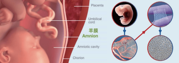 什么是羊膜干細胞：羊膜干細胞的來(lái)源、功能及臨床應用