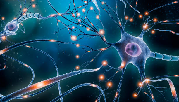 樹(shù)突神經(jīng)元細胞