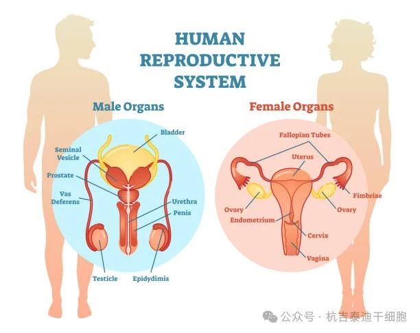生殖系統疾病