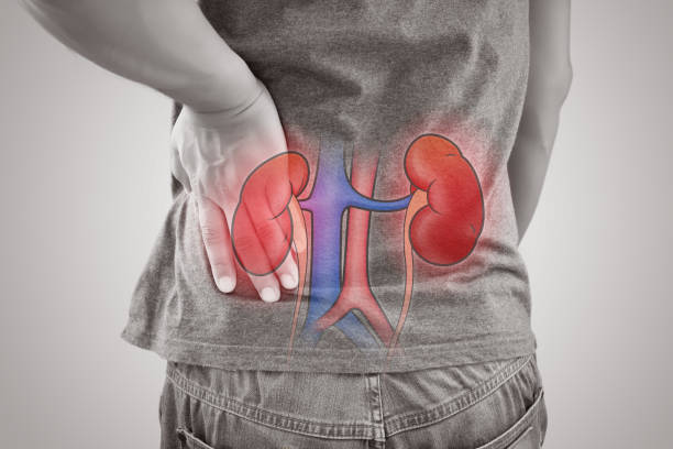 最新綜述：干細胞治療腎臟疾病的機制、臨床應用和未來(lái)方向