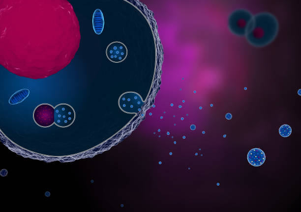 解碼間充質(zhì)干細胞外囊泡：從生物發(fā)生機制到臨床轉化全景