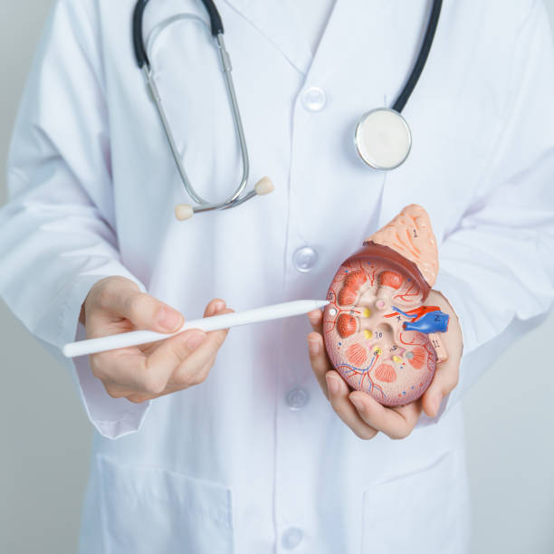 間充質(zhì)干細胞治療狼瘡性腎炎:586例患者分析顯示1年臨床緩解率顯著(zhù)提升 間充質(zhì)干細胞治療狼瘡性腎炎:586例患者分析顯示1年臨床緩解率顯著(zhù)提升